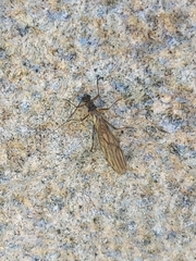 Plecoptera