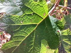 Hydrangea quercifolia