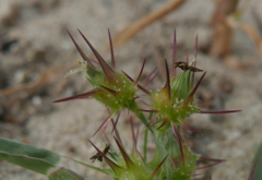 Cenchrus longispinus