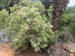 Crassula arborescens undulatifolia