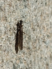 Plecoptera