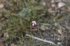 Dianthus thunbergii
