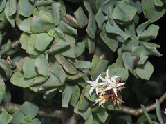 Crassula arborescens undulatifolia
