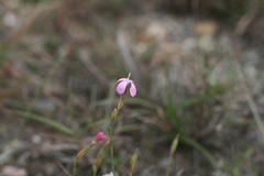 Dianthus thunbergii