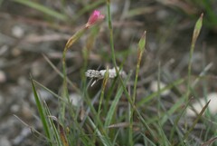 Dianthus thunbergii