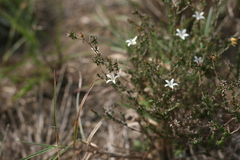 Wahlenbergia tenella
