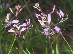 Cleome maculata