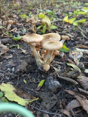 Armillaria
