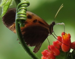 Heliconius numata