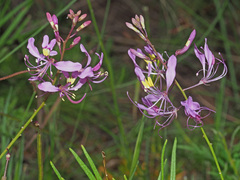 Cleome maculata