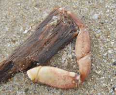 Pachygrapsus marmoratus