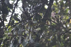 Iole indica