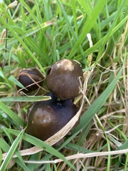 Psilocybe semilanceata