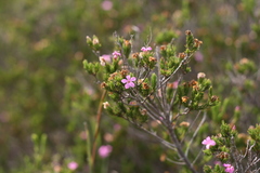 Acmadenia obtusata