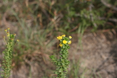 Euryops algoensis