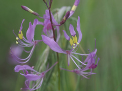 Cleome maculata