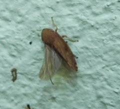Aphrodes