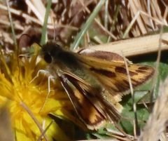 Hylephila phyleus