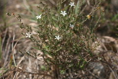 Wahlenbergia tenella