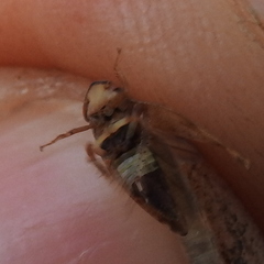 Aphrodes