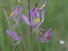 Cleome maculata