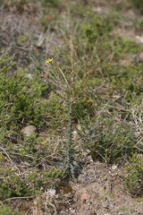 Osteospermum imbricatum