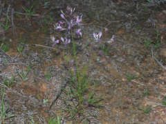 Cleome maculata
