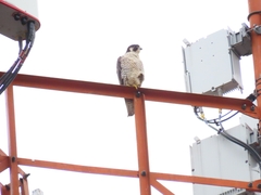 Falco peregrinus