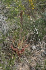 Aloe microstigma