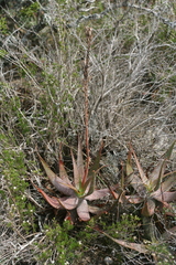 Aloe microstigma