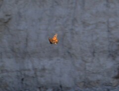 Danaus plexippus plexippus