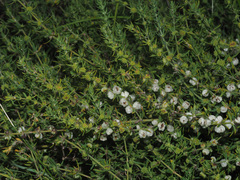 Pollichia campestris