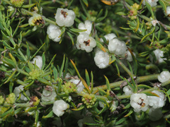 Pollichia campestris