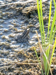 Lithobates berlandieri
