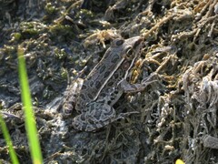 Lithobates berlandieri