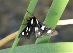 Androloma disparata
