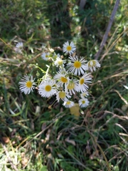 Erigeron