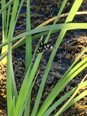 Androloma disparata