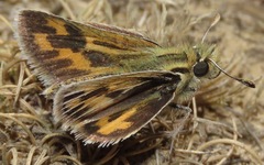 Hylephila pallisteri