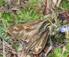 Hylephila pallisteri