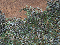 Selaginella dregei