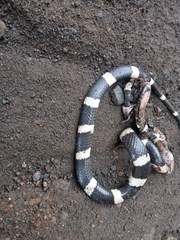 Leptodeira nigrofasciata