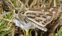 Hylephila pallisteri