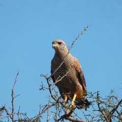 Buteogallus meridionalis