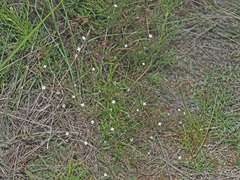 Oldenlandia herbacea
