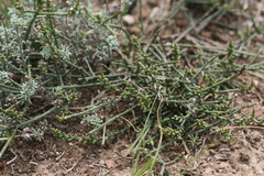 Thesium flexuosum