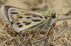 Hylephila pallisteri