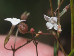 Oldenlandia herbacea