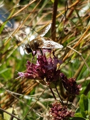 Eristalis tenax