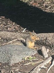 Sciurus niger